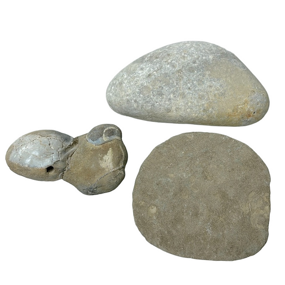 Oregon Fossilized Sea Shells & Coral Fossils | Natural Rock • Educational Lot - Picture 3 of 17